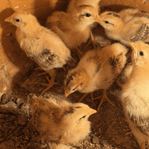 DOC ayam KUB umur sehari di kandang