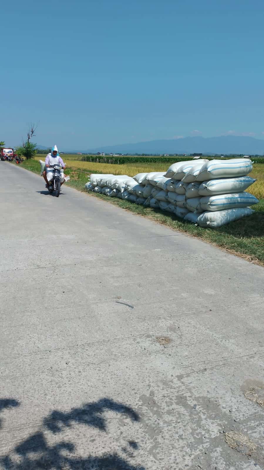 Bibit padi sistem dapog