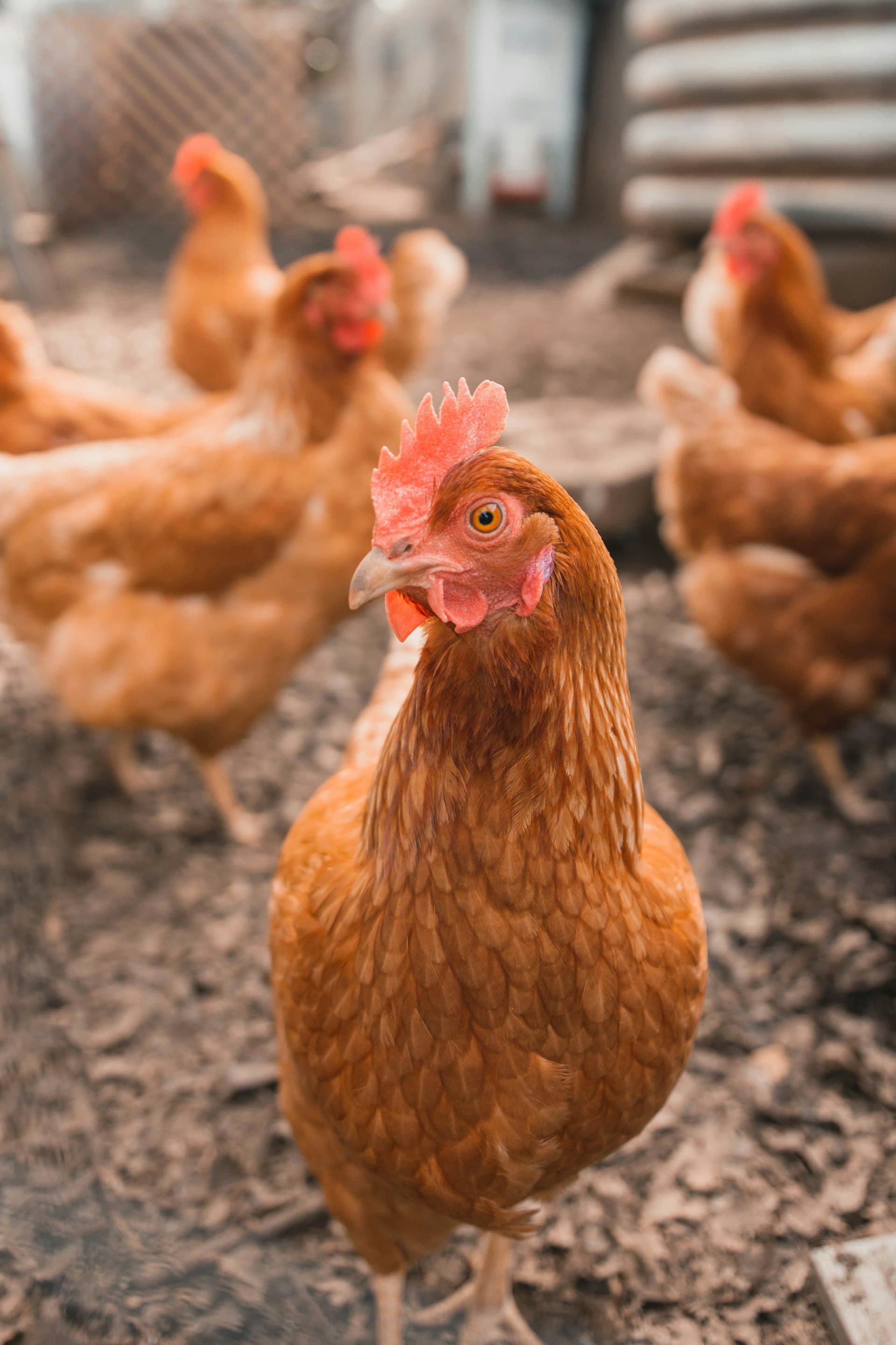 Ayam petelur dan pedaging