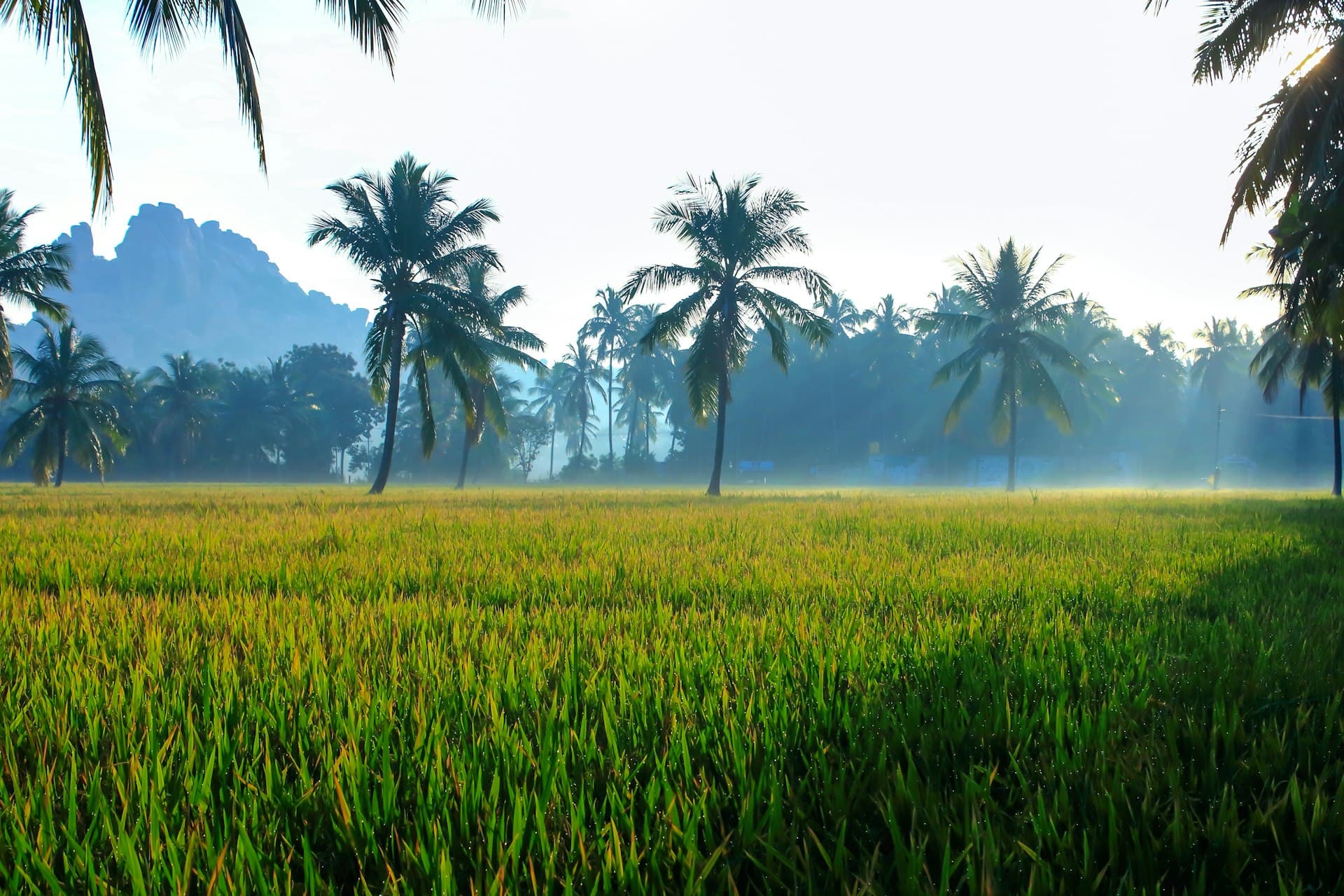 ierafarm Digital — jasa web & aplikasi Brebes