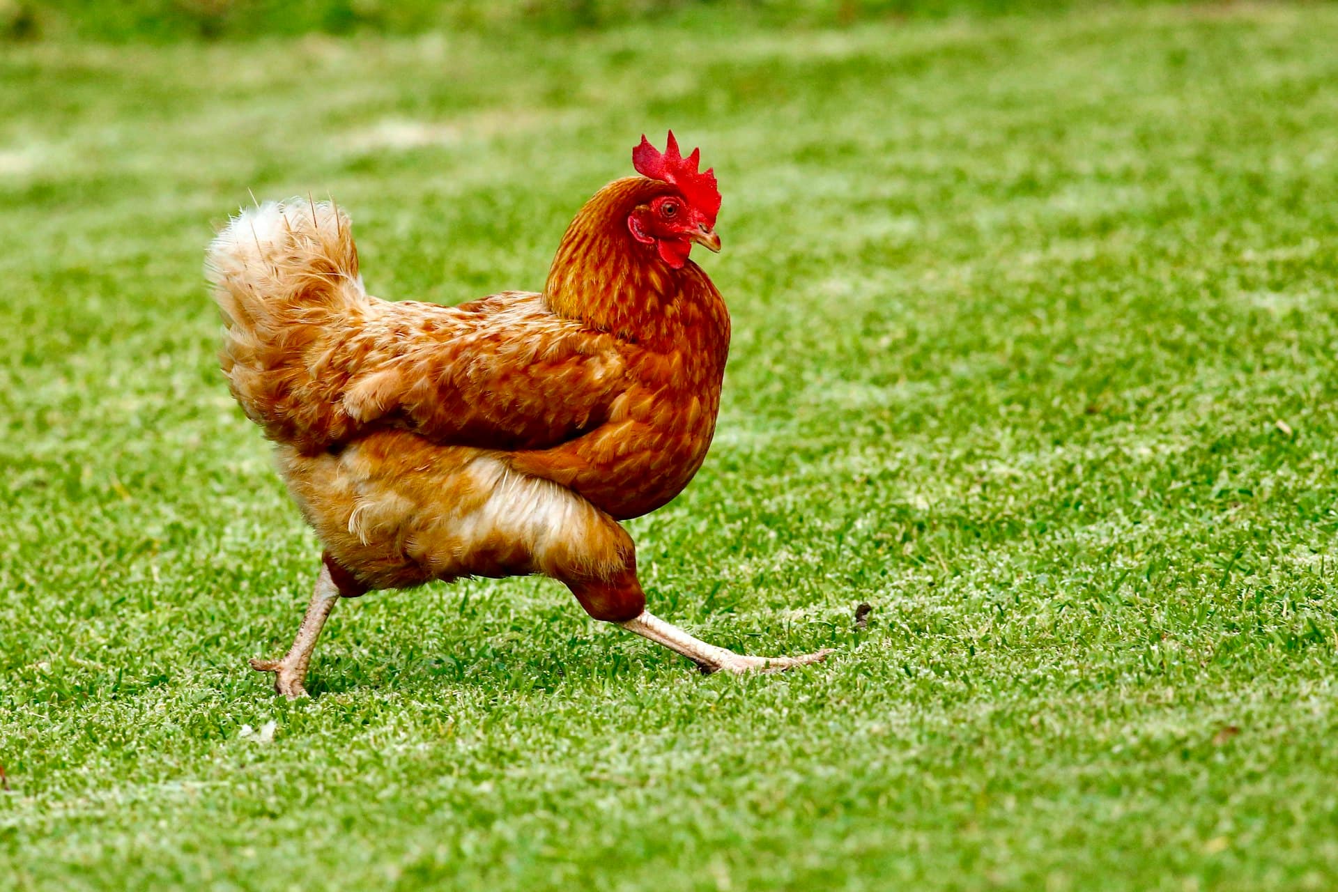 Ayam pedaging kampung umbaran