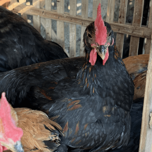 Bibit ayam umur satu sampai tiga bulan di kandang