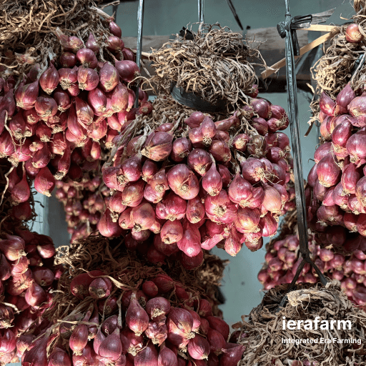 Bibit bawang merah Brebes usia 60 hari, digantung sampai siap tanam