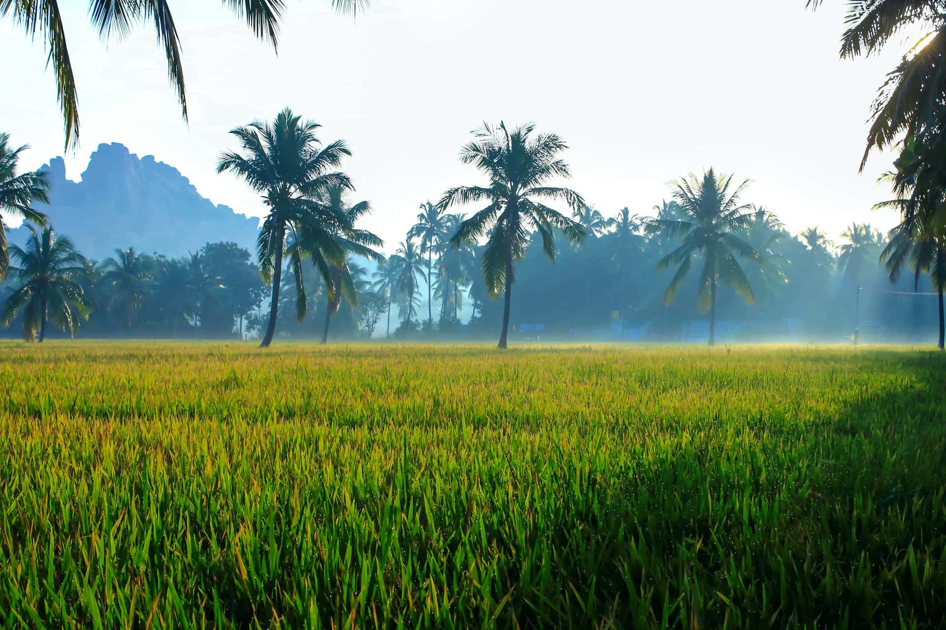 ierafarm melayani area Brebes